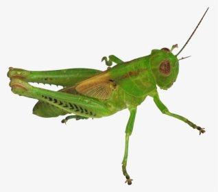 Grasshopper Png - Grasshopper Man, Transparent Png, Free Download