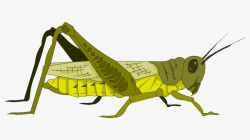 Transparent Grasshopper Png - Portable Network Graphics, Png Download, Free Download