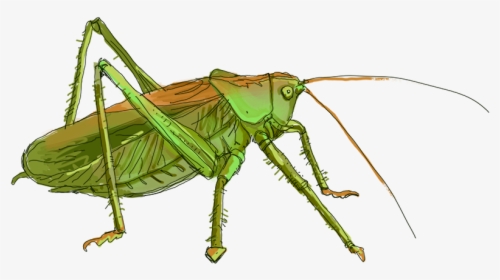 Grasshopper Png - Locust, Transparent Png, Free Download