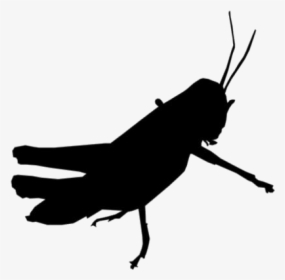 Grasshopper Insect Silhouette Png - Silhouette, Transparent Png, Free Download