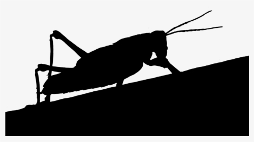 Grasshopper Animal Silhouette Free Picture - Grasshopper Silhouette, HD Png Download, Free Download