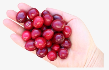 Cranberry In Hand Png Image, Transparent Png, Free Download