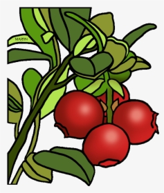 Transparent Cranberries Png - Cranberry Clipart Transparent, Png Download, Free Download