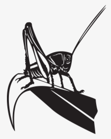 Grasshopper, HD Png Download, Free Download