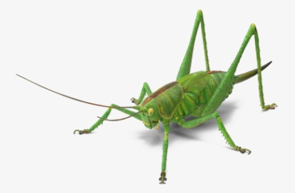 Green Grasshopper Png Image Free Download - Grasshopper, Transparent Png, Free Download