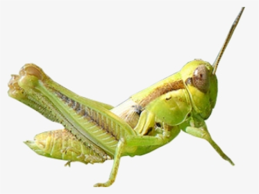 Grasshopper Clipart Transparent - Grasshopper Transparent Background, HD Png Download, Free Download