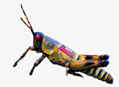 #insect #grasshopper #ftestickers #freetoedit - Beautiful Grasshopper, HD Png Download, Free Download