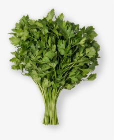Parsley , Png Download - Parsley, Transparent Png, Free Download
