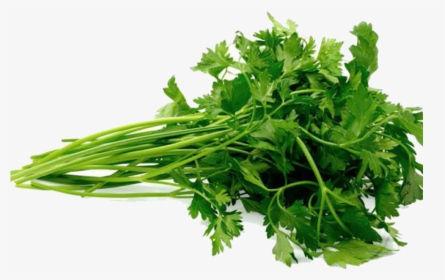 Fresh Parsley Png, Transparent Png, Free Download
