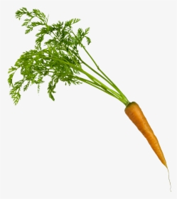 Carrot On Transparent Background .png, Png Download, Free Download
