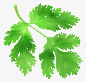Coriander Png Image Free Download Searchpng - Transparent Coriander Png, Png Download, Free Download