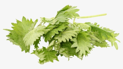 Nettle Png Free Pic - Coriander, Transparent Png, Free Download