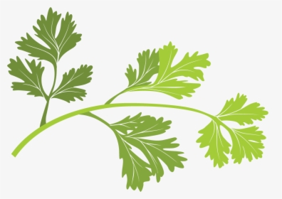 Parsley, HD Png Download, Free Download