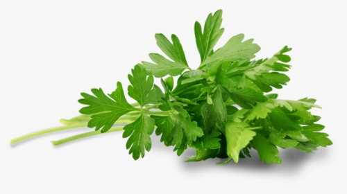 Parsley Leaf Benefits For Uric Acid, HD Png Download, Free Download
