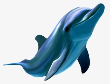 Dolphins Logo Png, Transparent Png, Free Download