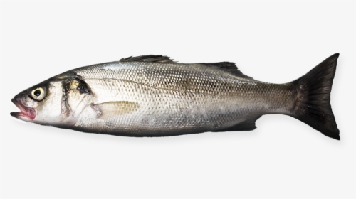 Sea Bass - Dicentrargus Labrax - Sea Bass Png, Transparent Png, Free Download