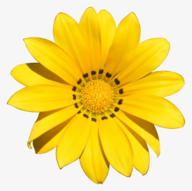 Transparent, Flower, Summer, Yellow, Beach, Holiday - Yellow Colour Background Flowers, HD Png Download, Free Download