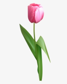 Pink Tulip Png Clip Art Image - Pink Tulip Png, Transparent Png, Free Download