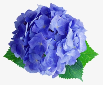 #hydrangea #blue #green #real #flower #cute #beautiful - 紫陽花 素材, HD Png Download, Free Download