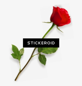 Bud - Real Rose Sticker, HD Png Download, Free Download