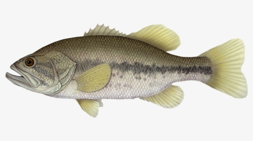 Largemouth Bass Clear Background, HD Png Download, Free Download