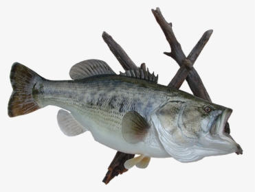 Sea Bass, HD Png Download, Free Download