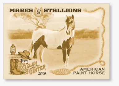 American Paint Horse 2019 Topps Allen & Ginter Oversized - Aadi Lagna Patrika, HD Png Download, Free Download