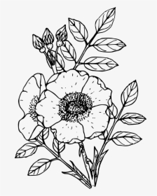Spalding"s Rose Clip Arts - Flower Plant Line Art, HD Png Download, Free Download