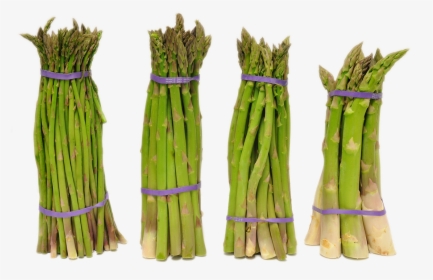 Search For -  -  - Asparagus , Png Download - Asparagus, Transparent Png, Free Download