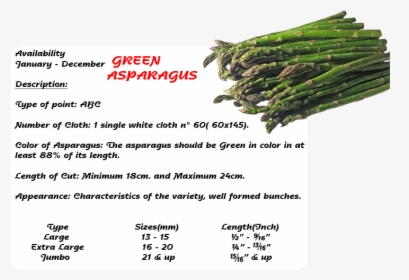 - Dirty Gardener Mary Washington Asparagus , Png Download - Asparagus Racemosus, Transparent Png, Free Download