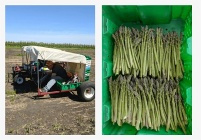 Harvesting Asparagus By Buggy At Edgar Farms Alberta - Asparagus, HD Png Download, Free Download