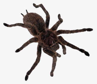 #spider #spiderweb #creepy #cute #tarantula #goth - Tarantula Png, Transparent Png, Free Download