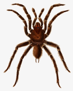 Cuban Spider, HD Png Download, Free Download
