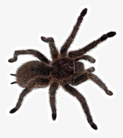 Freetoedit Insect Tarantula Spider Böcek Örümcek - Тарантул Пнг, HD Png Download, Free Download