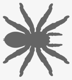 Tarantula, HD Png Download, Free Download