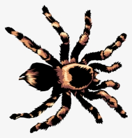 Vector Illustration Of Hairy Arachnid Tarantula Spider - Slideplayer Minibeasts, HD Png Download, Free Download