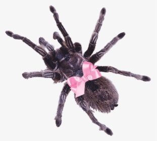 #spider #tarantula #pink #bow #pinkbow #cute #aesthetic - Spider Transparent Background, HD Png Download, Free Download