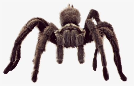 #animal #spider #tarantula #freetoedit - Tarantula Spider, HD Png Download, Free Download