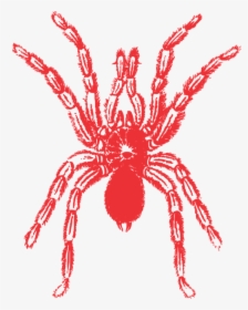 Black Widow Spider Shirt Halloween Shirt Tarantula - Tarantula Drawing, HD Png Download, Free Download