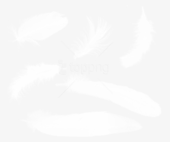 White Feathers Png - Feather, Transparent Png, Free Download