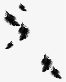Mq Black Feather Feathers Floating Falling - Black Feathers Falling Png, Transparent Png, Free Download