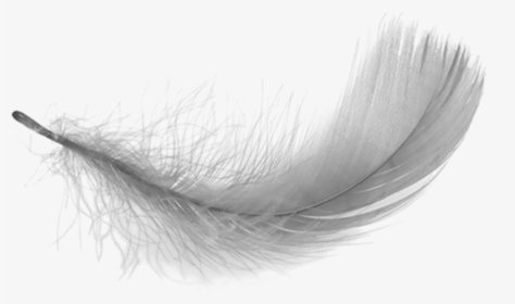 Feather Clipart Black And White - Transparent Feather, HD Png Download, Free Download