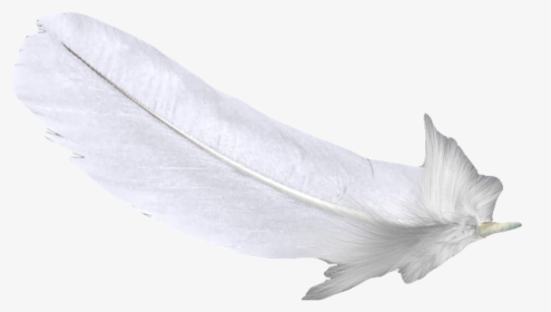 Feather White U767du8272u7fbdu6bdb Free Hq Image Clipart - Still Life Photography, HD Png Download, Free Download
