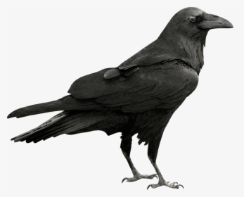 Raven, Bird, Black, Feather, Wild, Blackbird, Beak - Raven Png, Transparent Png, Free Download