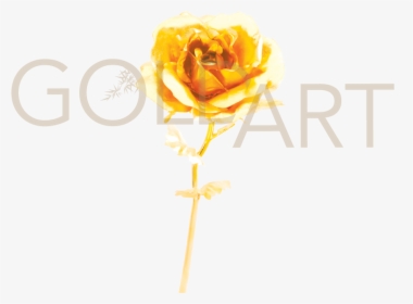 Gold Rose - Garden Roses, HD Png Download, Free Download