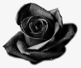 Transparent Rose Outline Png - Transparent Black Flower Png, Png Download, Free Download