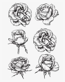 Rose Flower Drawing Sketch - Rose Blooming Sketch, HD Png Download, Free Download