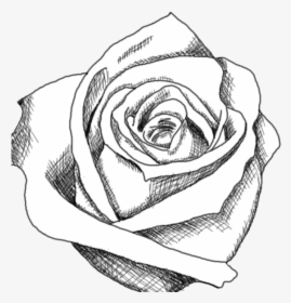 Rose Black And White Drawing Of Clipart Transparent - Cool Images Black And White, HD Png Download, Free Download