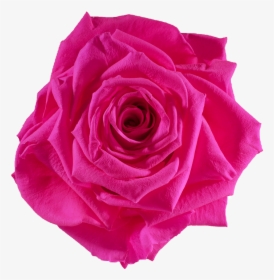 Preserved Rose Red Hot Pink - Hot Pink Roses Png, Transparent Png, Free Download