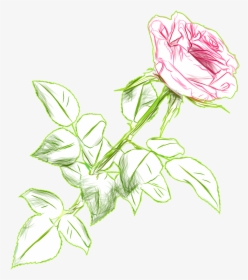 Rose Drawing Color Png Picture Image - Flower Ros Colour Png, Transparent Png, Free Download